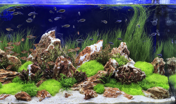 aquarium