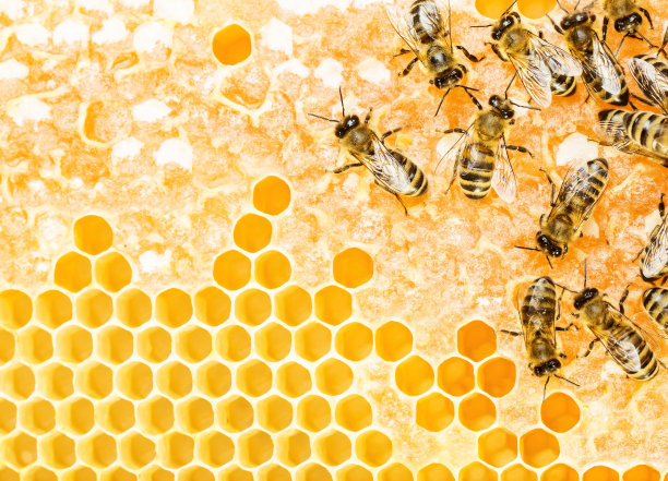 honeycomb