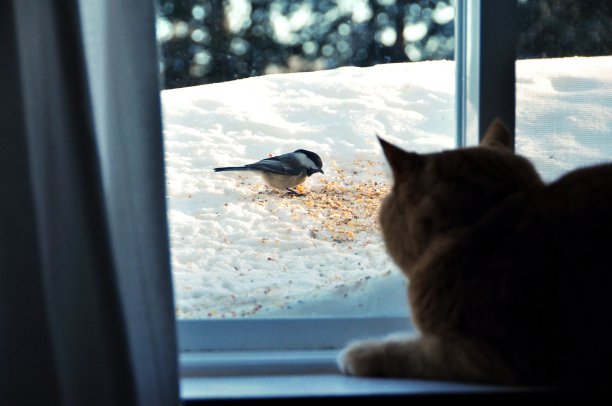 猫与鸟