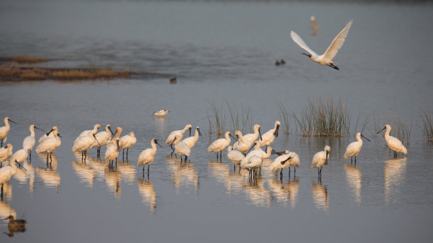 spoonbill