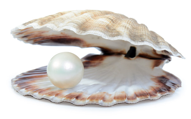 shells