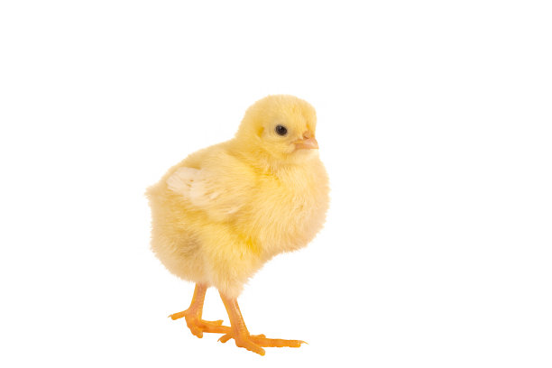 chick