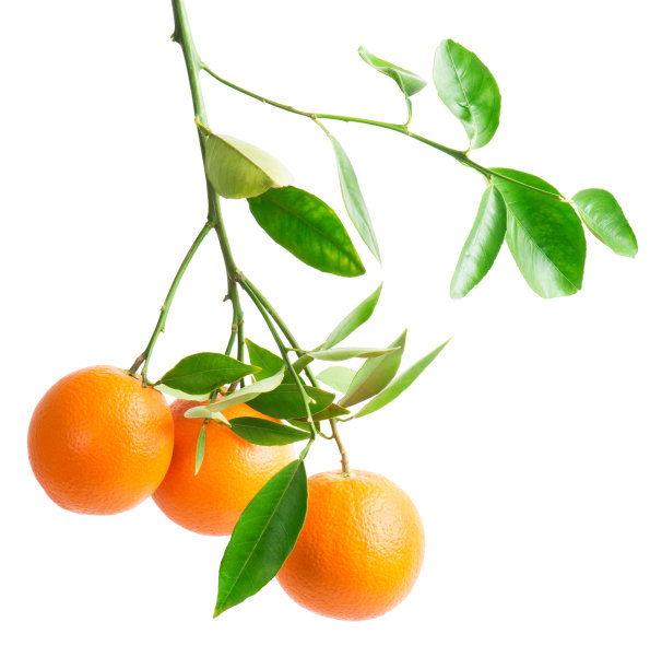 oranges