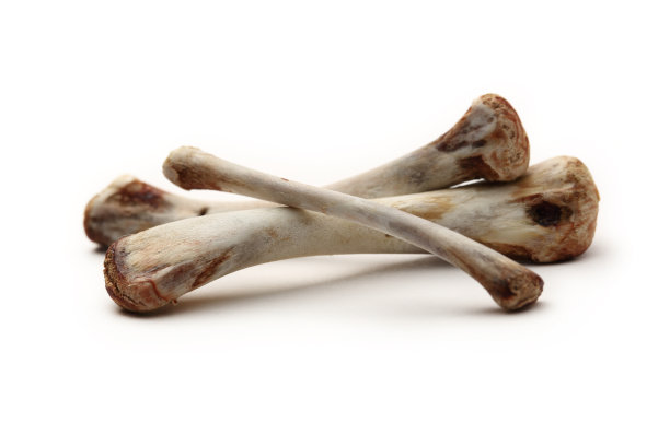 动物骨头残骸