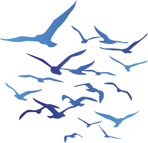 seagull