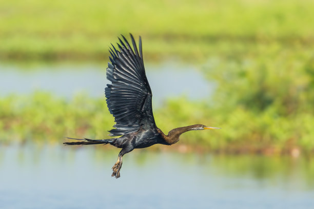 drongo