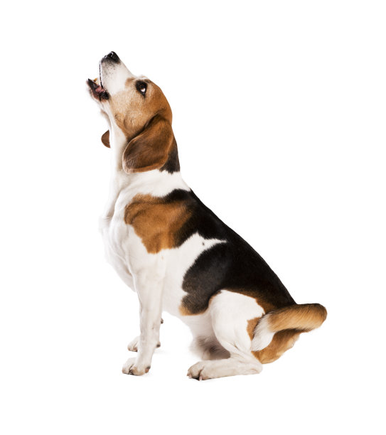 doggy