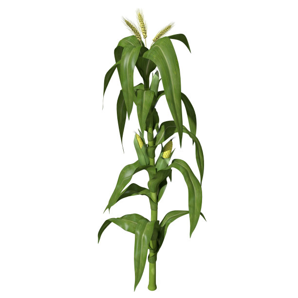 cob
