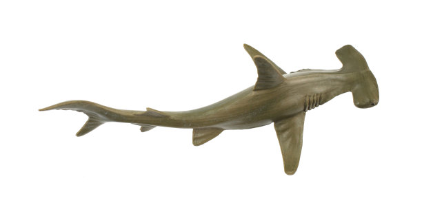 鲨鱼模型
