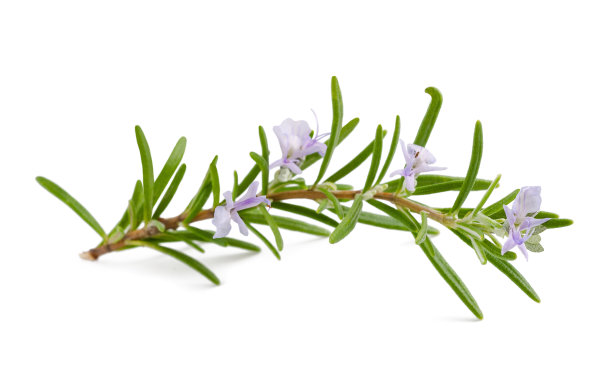 rosemary