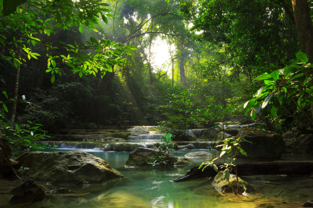 jungle