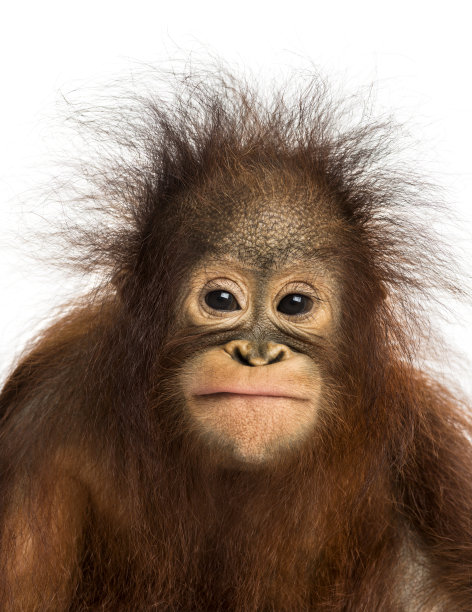 pongo