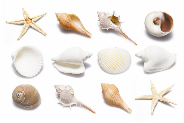 shells
