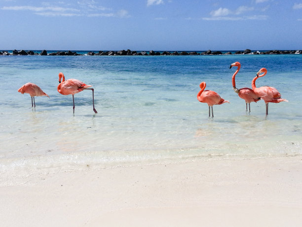 flamingo