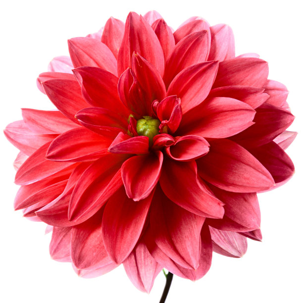 dahlia