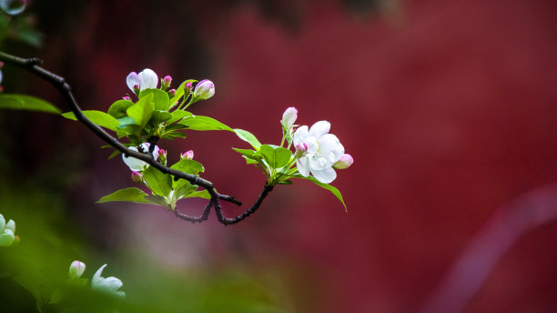 海棠花开