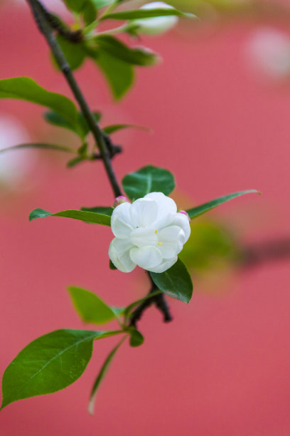 海棠花开