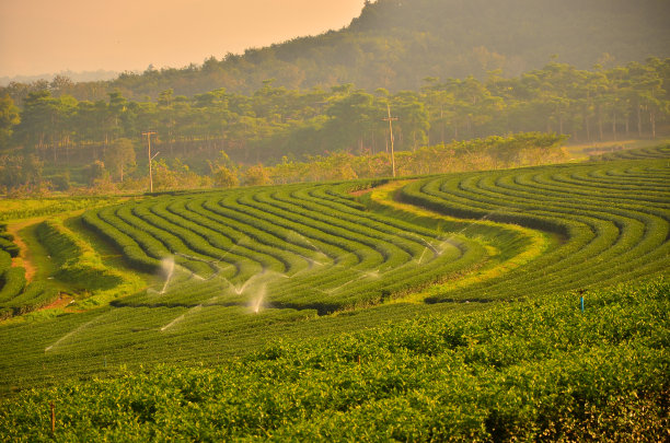 茶叶特写,红茶,白茶