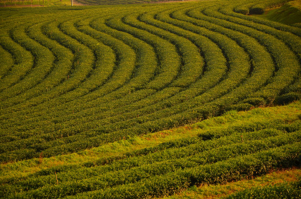 茶叶特写,红茶,白茶