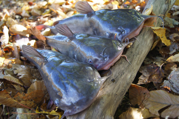 catfish