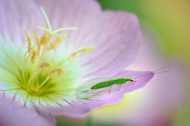 花艺植物墙