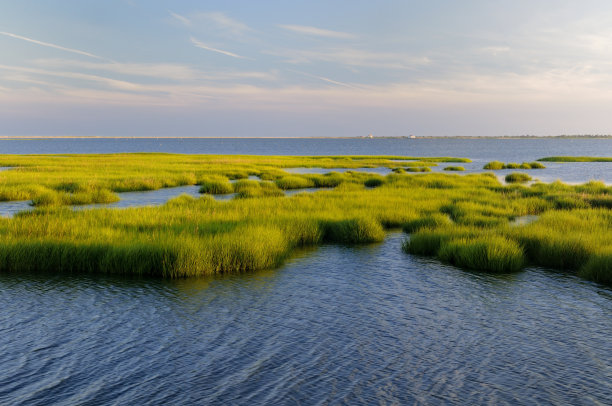 marsh