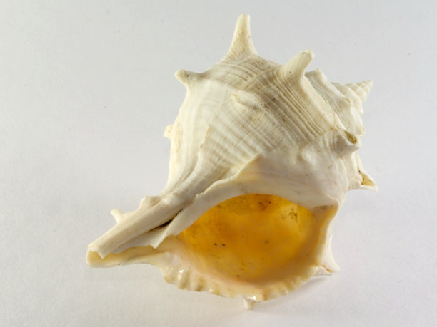 扇贝贝壳海鲜图片