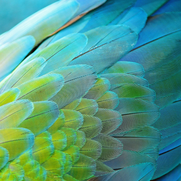 feathers