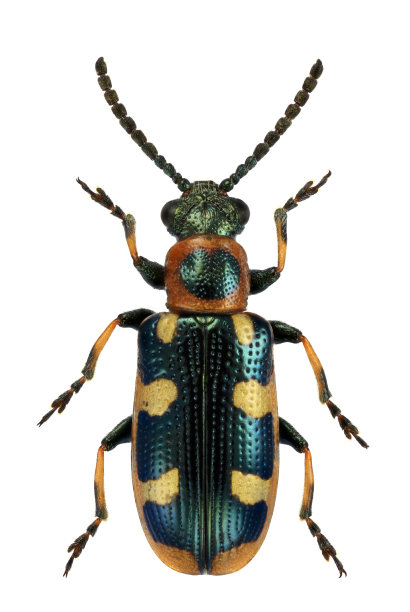 beetles