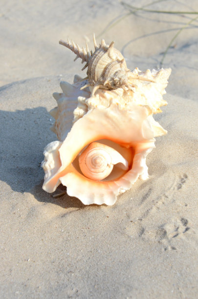 贝壳海螺装饰画素材