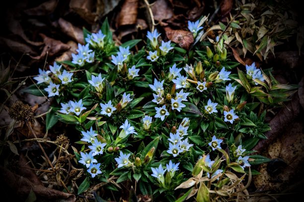 gentian