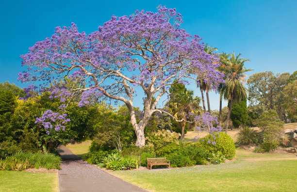 jacaranda