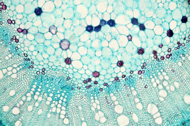 cell