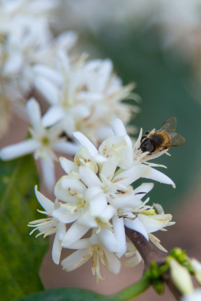 蜜蜂,授粉,昆虫