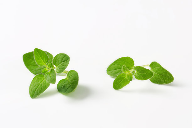 oregano