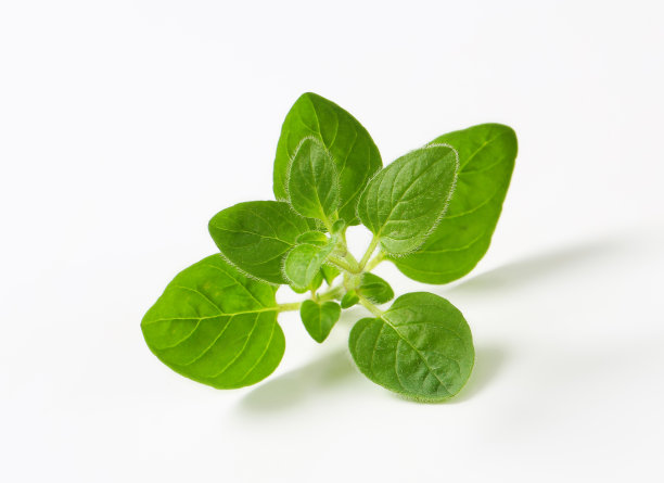 oregano