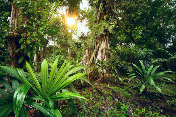 jungle
