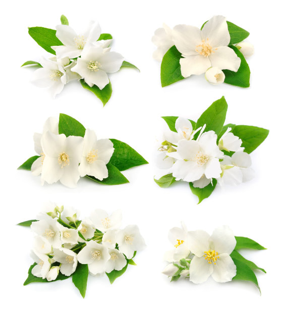 jasmine