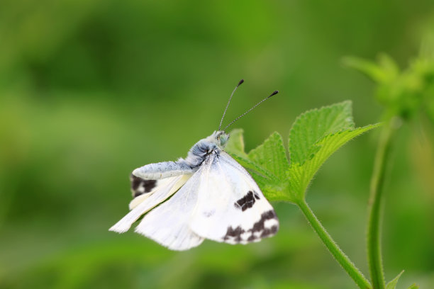 pieris