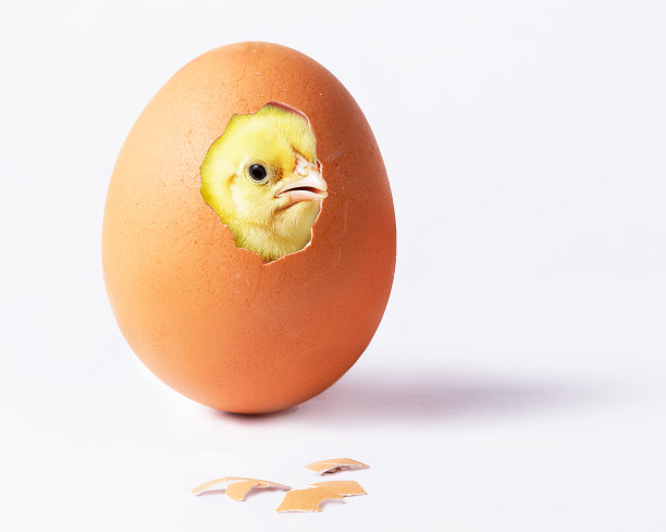 chick