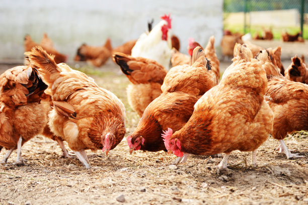 hen