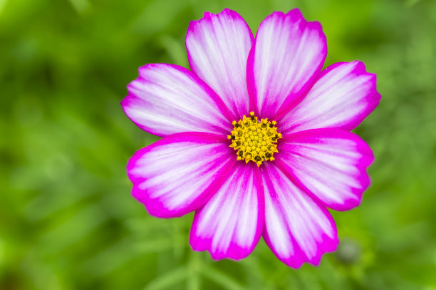 calliopsis