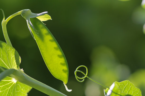 lathyrus