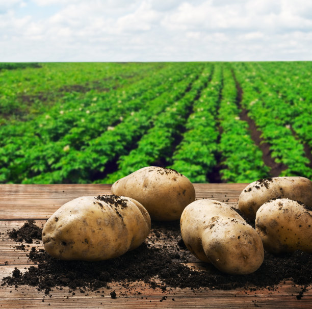 potatoes