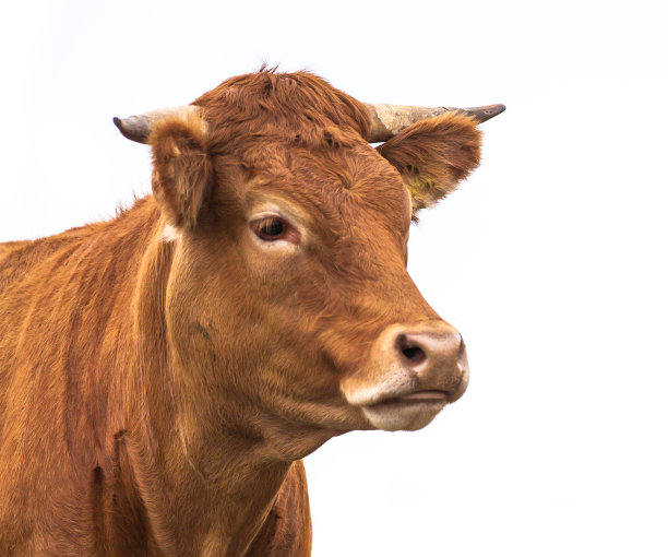 cattle