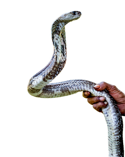蛇突冠