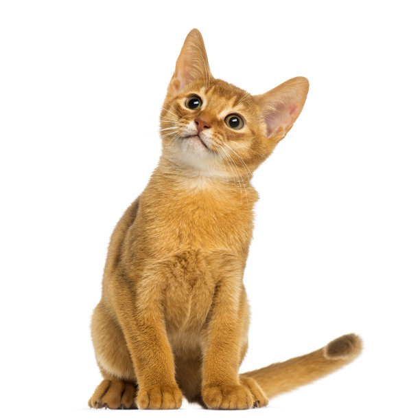 abyssinian猫