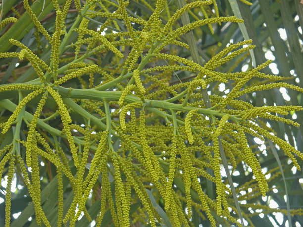 马达加斯加棕榈