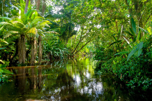 jungle