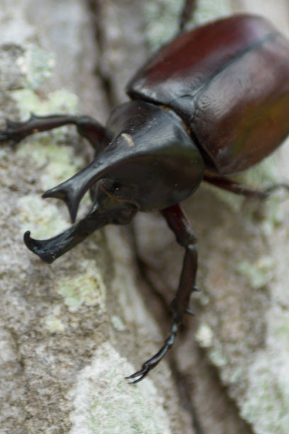 五角犀甲虫